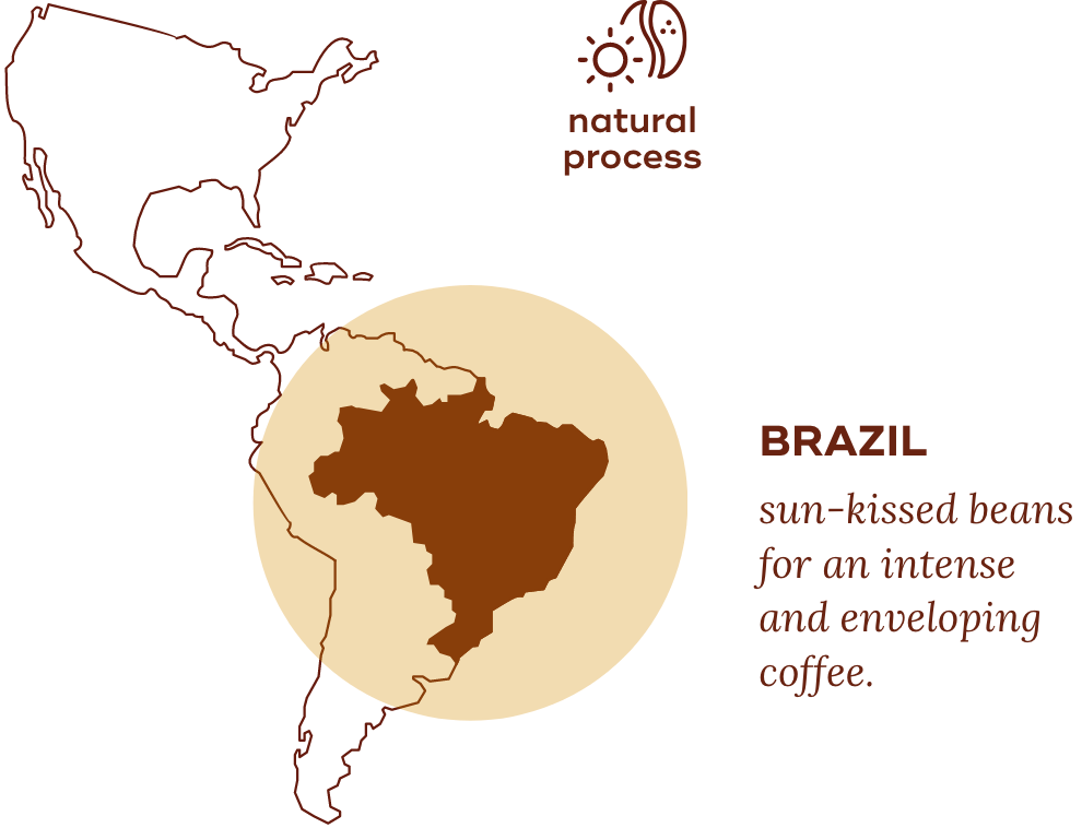 Brazil map highlighting coffee bean process