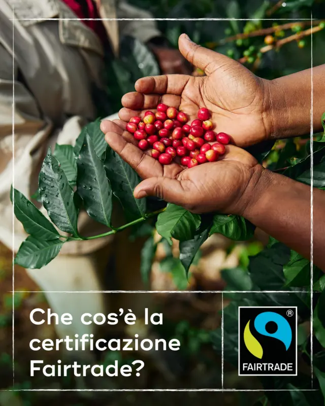 Le nostre capsule Unico sono certificate Fairtrade, ma che cosa significa?
Scorri le immagini per saperne di più ➡️

#Hausbrandt #Unico #Fairtrade #caffehausbrandt #coffeelovers #coffeetime #trieste #academiahts