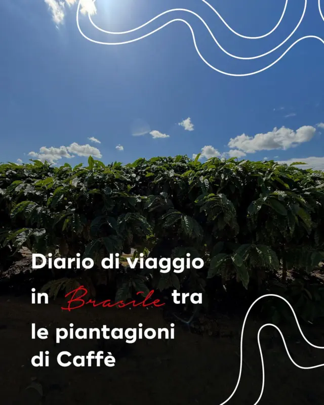🌱 Diario di viaggio | Brasile

Tra le piantagioni di caffè e il ritmo lento della natura, prende forma un viaggio di scoperta e ascolto.

Un’occasione per entrare nel cuore del processo di coltivazione, osservando da vicino i luoghi, le persone e i gesti che ogni giorno danno vita al caffè.

Un percorso che attraversa paesaggi generosi e quotidianità autentiche, alla ricerca di qualità, competenza e legami che si costruiscono nel tempo.

In questo carosello, una selezione di momenti vissuti in Brasile: frammenti di un’esperienza immersiva, dove ogni pianta racconta una storia e ogni chicco porta con sé l’essenza di una terra.

#Hausbrandt #Brasile #CaffèConilon #CoffeeTime #Caffè #CoffeeLovers #CaffèHausbrandt