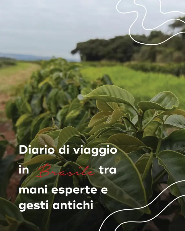 🌱 Diario di viaggio | Brasile

Ci sono luoghi in cui il tempo sembra rallentare e ogni gesto ha un significato profondo.
Tra le piantagioni brasiliane, abbiamo riscoperto il valore della coltivazione del caffè come una volta: mani esperte che selezionano i migliori chicchi, movimenti precisi che custodiscono tradizioni antiche.

È qui che nasce il caffè che conosciamo e amiamo: quello dal profumo avvolgente, dal gusto pieno, capace di raccontare — in ogni tazza — la cura e la passione di chi lo coltiva ogni giorno.

Un viaggio che riconnette alle origini, per portare avanti una qualità autentica.

#Hausbrandt #Brasile #CaffèConilon #CoffeeTime #Caffè #CoffeeLovers #CaffèHausbrandt
